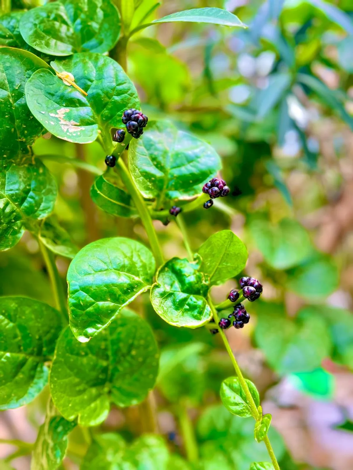 A leafy plant with clusters of dark berries